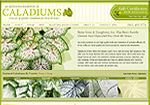 Bates Sons & Daughters - Caladiums Online